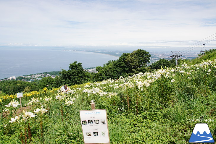 オーンズ春香山ゆり園 今年も綺麗な『ゆり』のシーズン到来♪